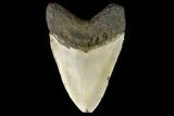 Fossil Megalodon Tooth - North Carolina #124673-2
